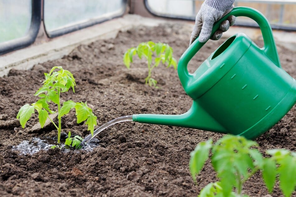 Mit dem Gießwasser vermischt eignet sich Bier als Dünger für Tomaten.