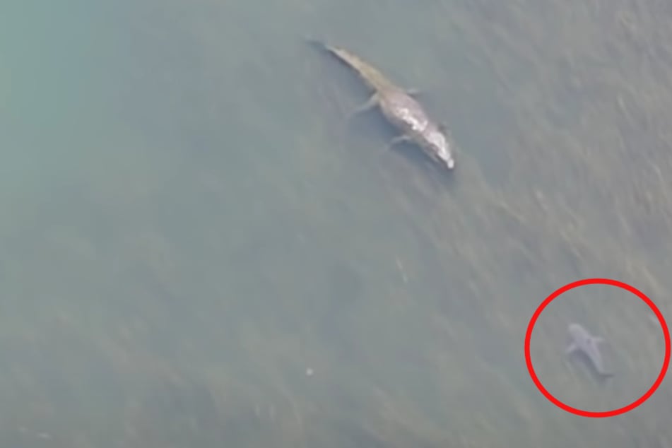 Spectacular scenes in the water: crocodile versus shark.