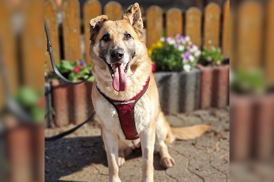 So sieht Mischlingshündin Siva aus. Sie ist schätzungsweise 2017 geboren und damit zwischen acht und neun Jahre alt.
