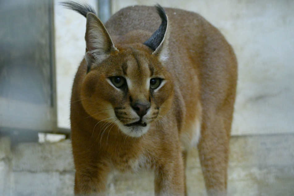 Nach der Beschlagnahme eines Wüstenluchses "Phillipp" in der Oberpfalz suchen der Tiergarten Nürnberg und das Veterinäramt Weiden nach einer neuen Bleibe.