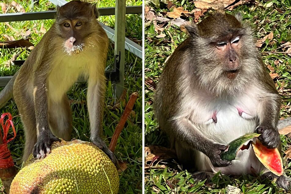 Aggressive Affen greifen Menschen an und beklauen sie - Polizeieinheit gebildet