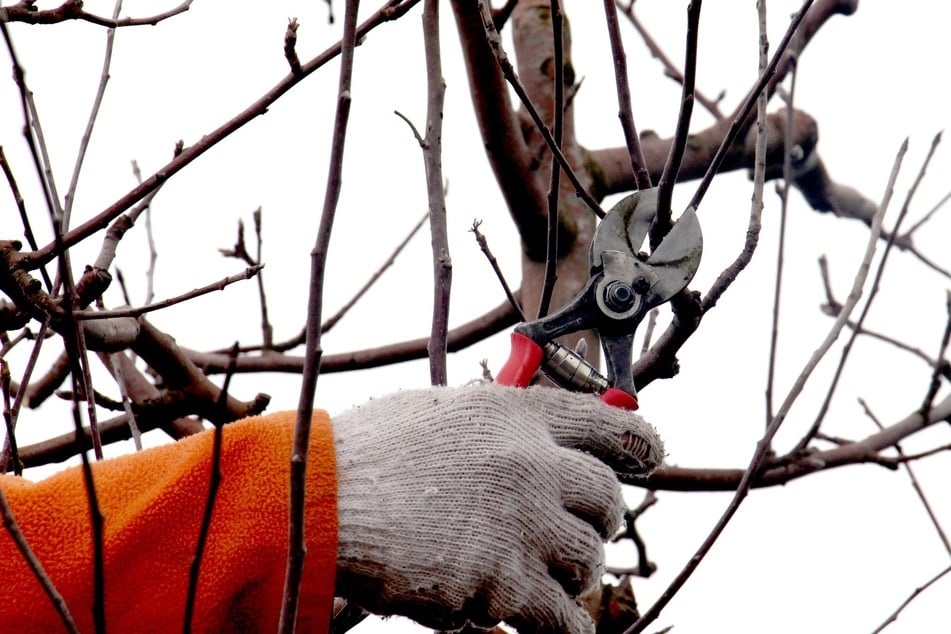 Gartenarbeit zu dieser Jahreszeit? Sinnvoll ist jetzt ein Apfelbaum-Winterschnitt