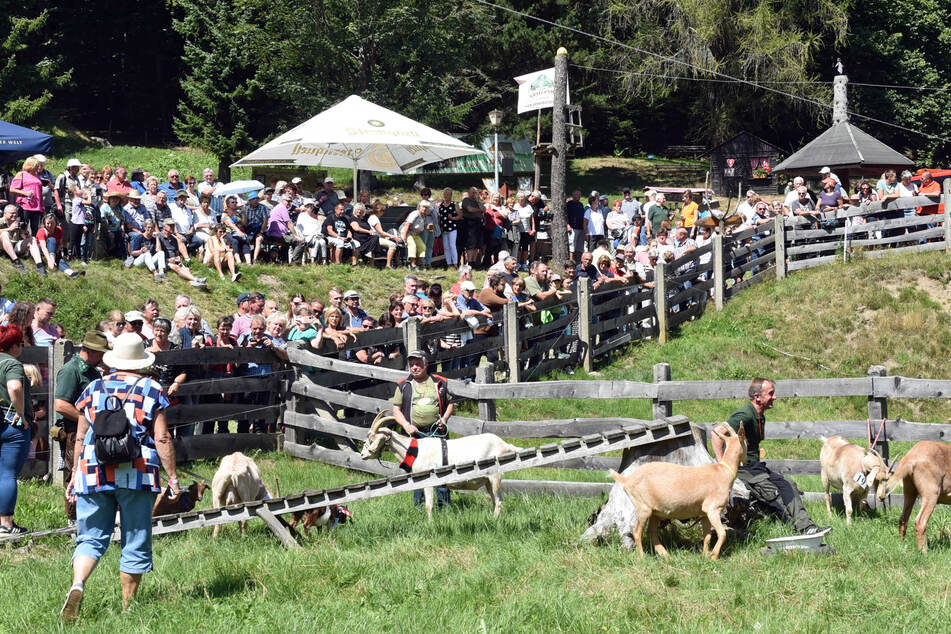 In Steinbach findet das 21. Ziegenfest statt.