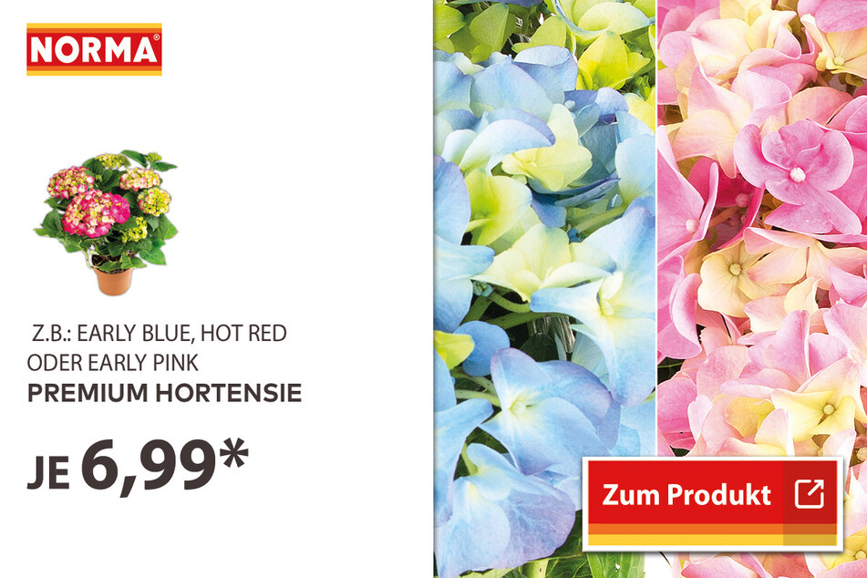 Premium Hortensie für 6,99 Euro