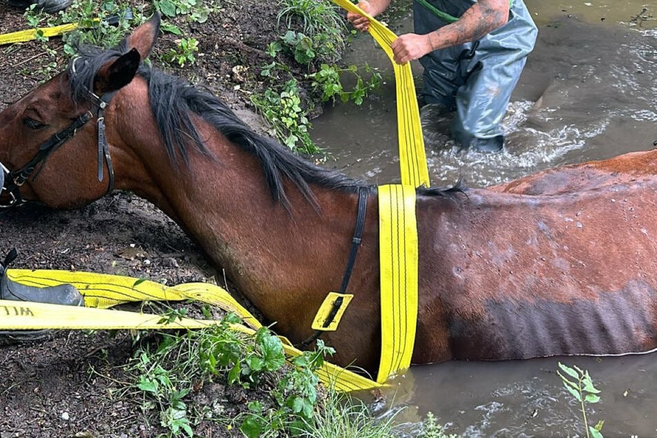 Pferd "Showtime" gerät in Wasser-Notlage: Reiterin kann Tier nicht alleine retten