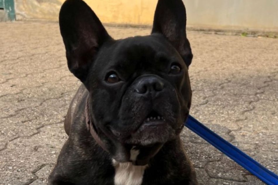 Die Französische Bulldogge sucht erfahrene neue Besitzer.