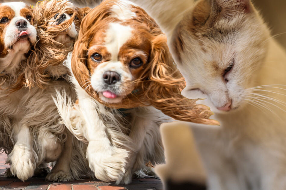 Endlich! Stadt verbietet es, Hunde und Katzen zu essen