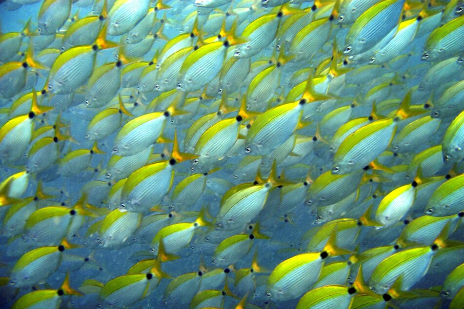 Schools of fish and marine life could be protected by the world's first internation treaty to protect the high seas, finally adopted by the UN. Now it must be ratified.