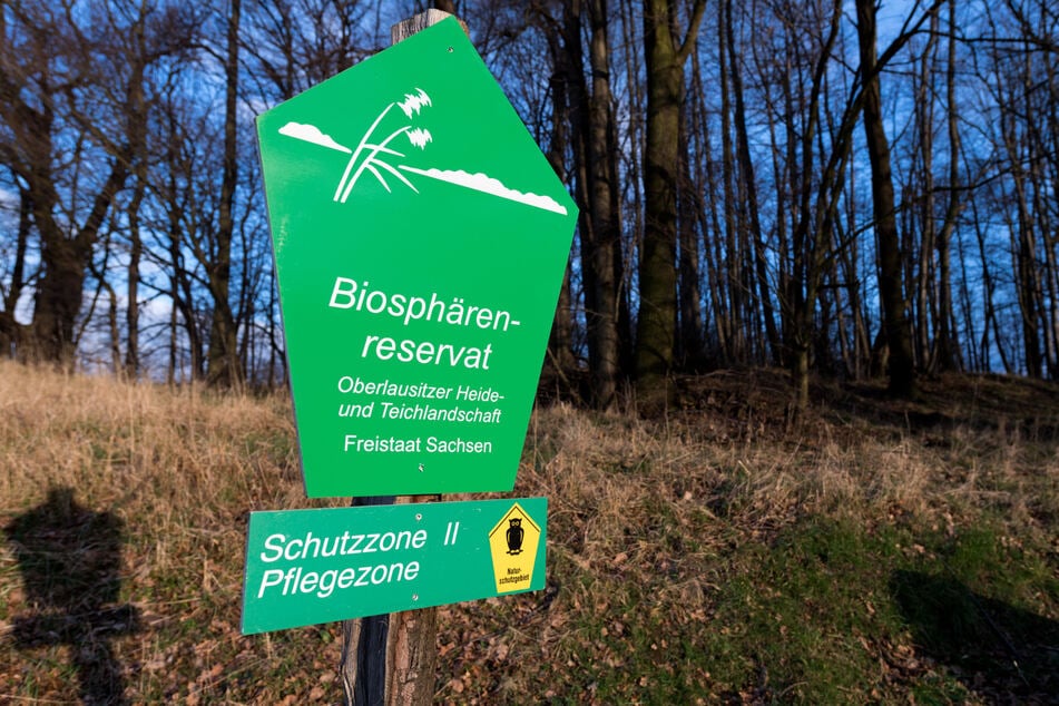 Noch leben die beiden Biberfamilien in der Oberlausitzer Heide- und Teichlandschaft. Sie sollen aber nach Frankreich umziehen.