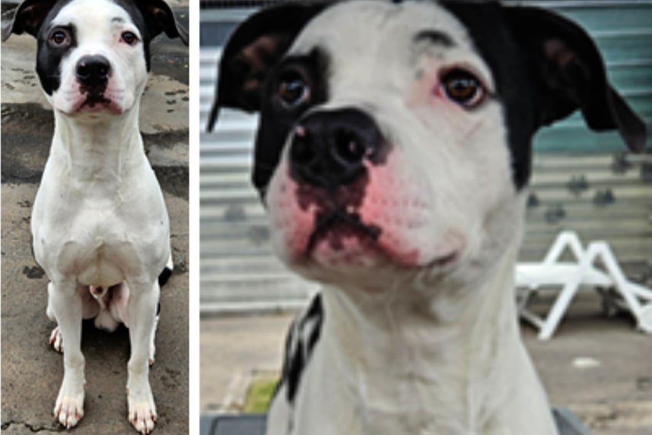 Der Staff-Mix ist so freundlich und unkompliziert, dass er auch für Anfänger und Familien geeignet wäre.