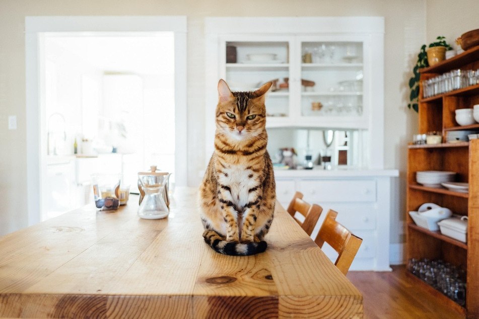 Ein vorwurfsvoller Blick, ein wütender Tatzenhieb oder schmollend in der Ecke: Katzen reagieren sehr unterschiedlich auf Eifersucht