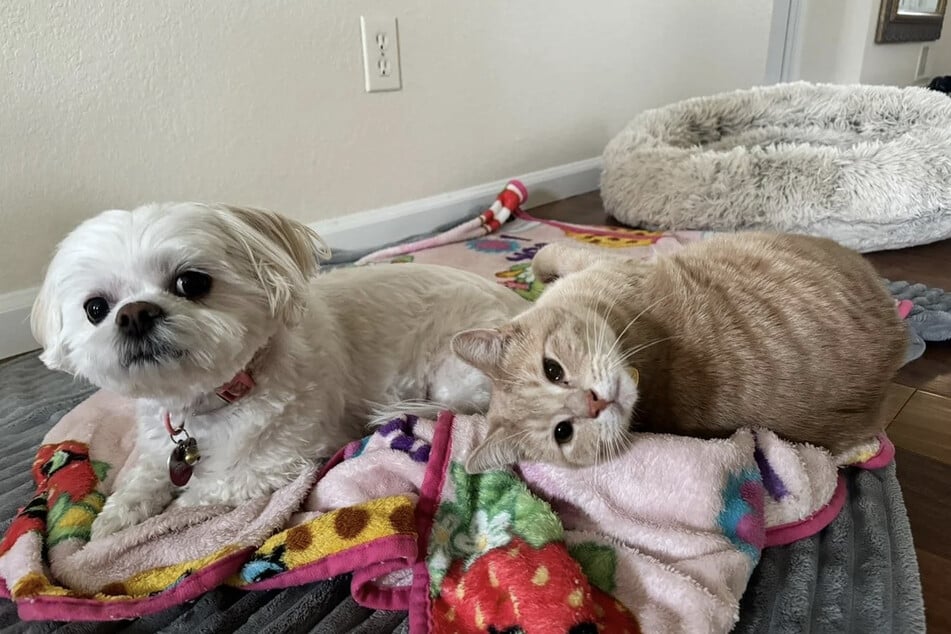 This image shows the cat and dog chilling together a year before Rosie broke her leg.