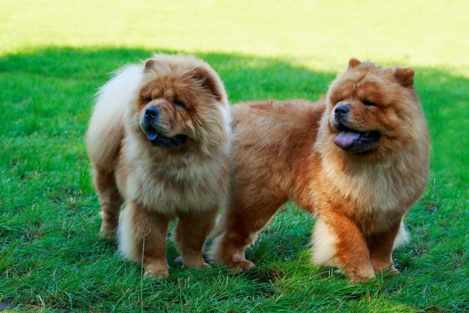 Chow-chows are calm and independent doggos that are iconic for their blue tongues.