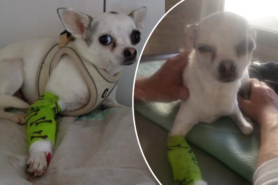 Als es der kleinen Kisha nicht besser ging, wurde sie in die Tierklinik gebracht. Sofort hieß es: Not-OP!