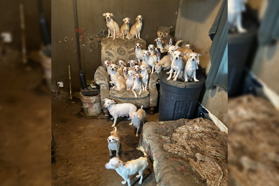 Animal rescuers found more animals than they expected in a cramped mobile home in Delaware.