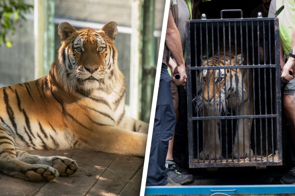 Abandonado y medio hambriento: pero Tiger Tajmir recibió una segunda oportunidad