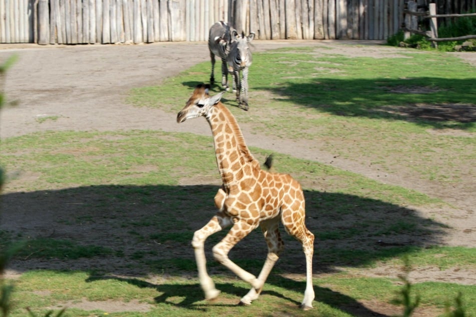Der Sohn der beiden Rothschildgiraffen Sipiwe und Matyas entwickelt sich vorbildlich.