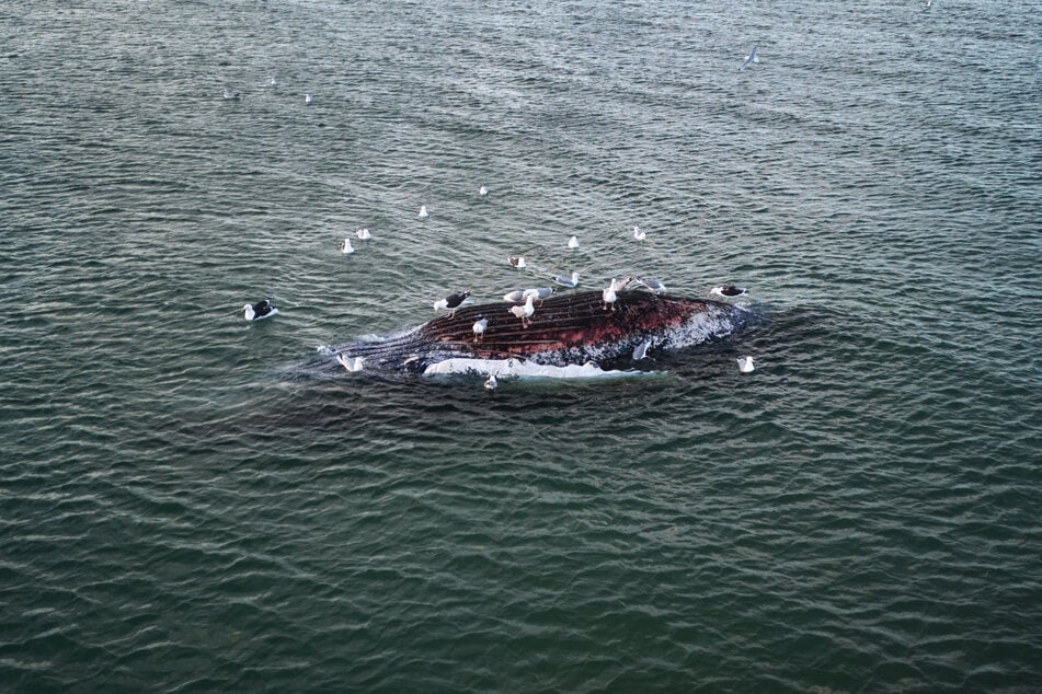 Kurz vor Anholt wurde ein totes Buckelwal-Weibchen angespült. (Archivbild)
