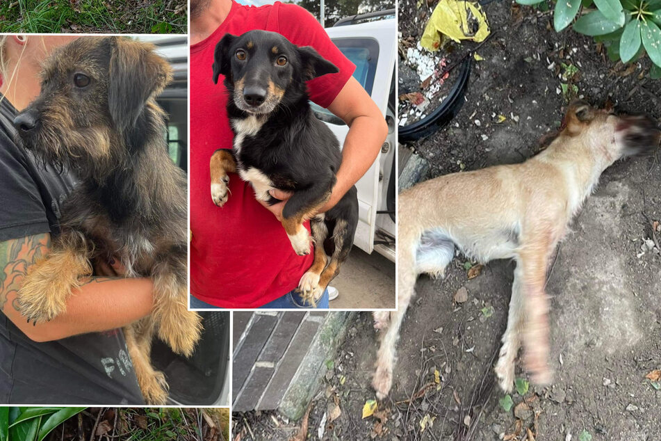 Tierquälerei! Hunde in Säcken ausgesetzt, ein Tier halb tot geprügelt