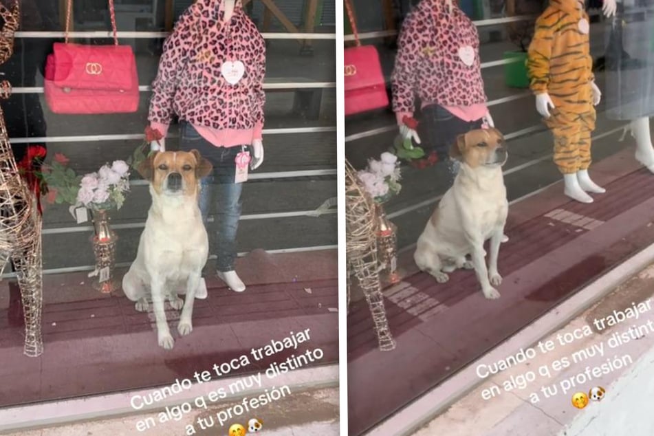Dog thinks he's a storefront mannequin in adorable TikTok video!