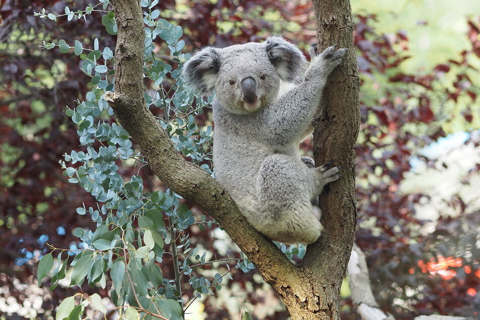 Koala Yuma hat möglicherweise ein Auge auf Koala-Weibchen Mandie geworfen.