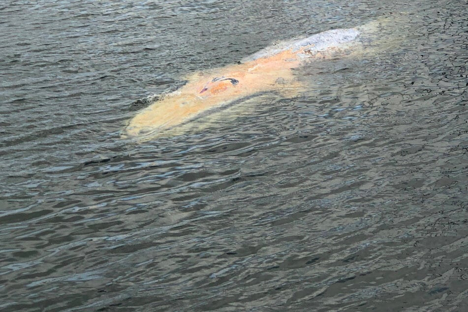Schon wieder Wal vor Wismar aufgetaucht! Tier im Hafen gesehen