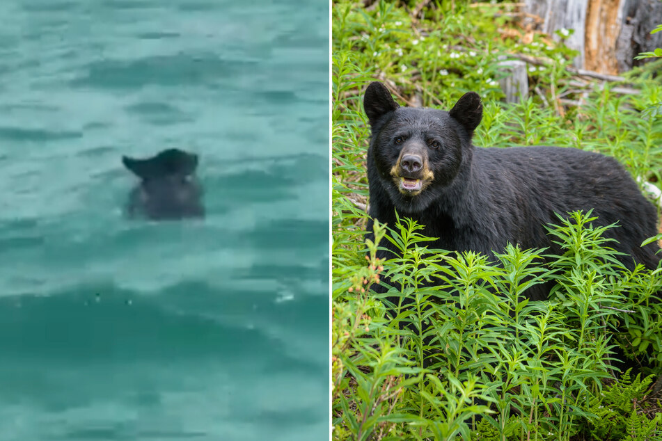 Bear takes a dip at Florida beach to the amazement of beachgoers!