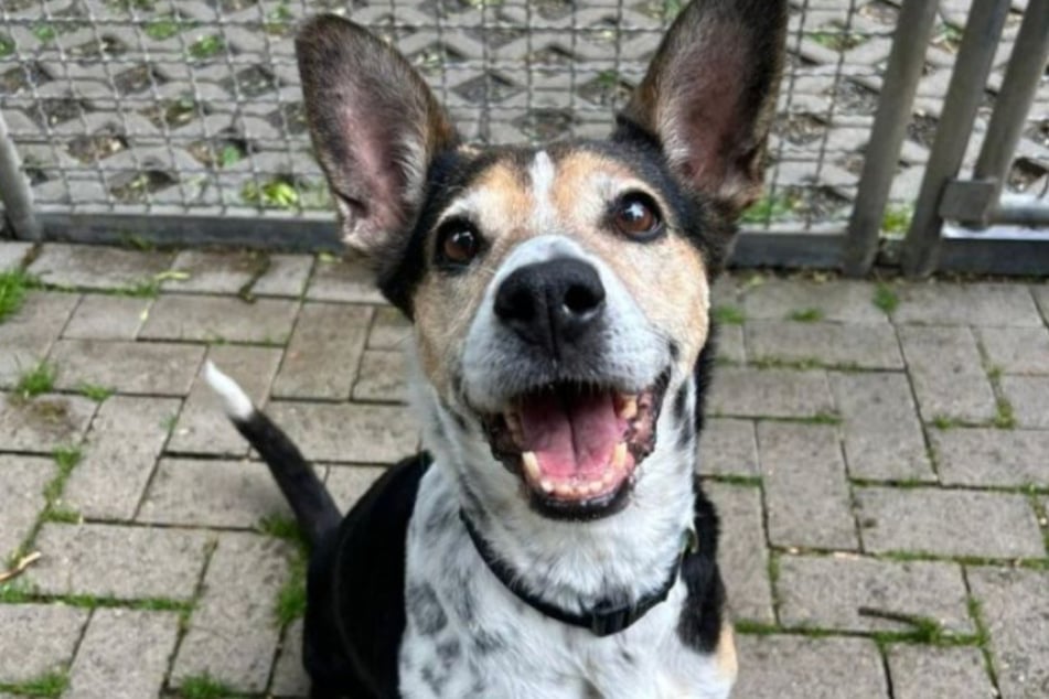 Rosi est arrivée comme chien trouvé au refuge pour animaux de Cologne-Dellbrück. Maintenant, le quadrupède cherche de nouveaux propriétaires.
