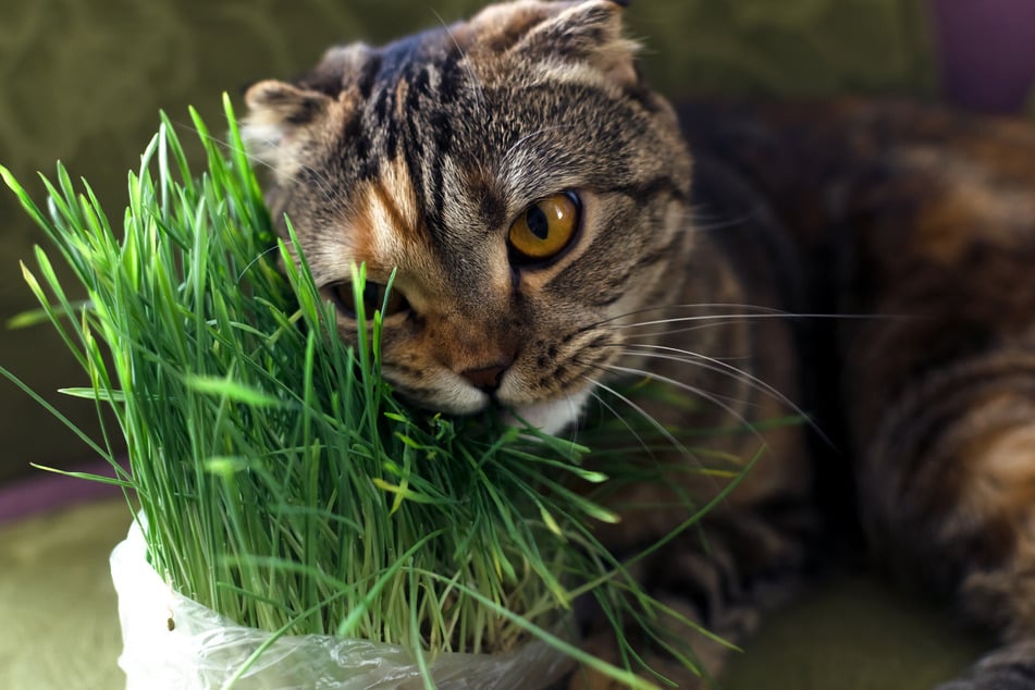 Stelle Deiner Katze spezielle Pflanzen wie Katzengras zur Verfügung.