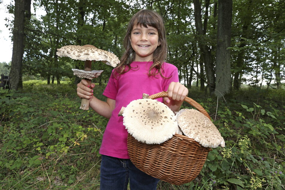 Ein Mädchen hat den Korb voller Riesenschirmpilze. Der auch Parasol genannte Pilz schießt nach den Regentagen aus der Erde.