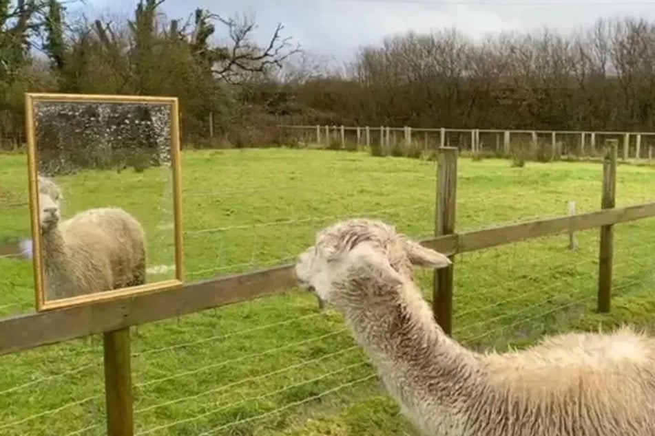 Alpaka Giovanni (18) aus Großbritannien lebt derzeit mit Spiegeln im Gehege. Die Scheiben sollen ihn aufmuntern und ihm "Gesellschaft" leisten.