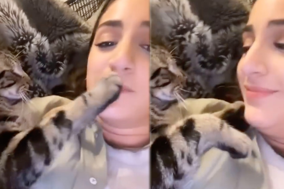 Witziger Clip zeigt, wie eifersüchtige Katze ihre Besitzerin in den Wahnsinn treibt