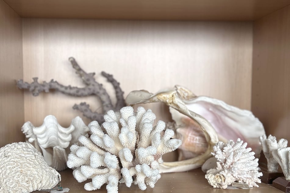 Scheinbar harmlose Korallenstücke können spätestens am Zoll in Deutschland richtig teuer werden.