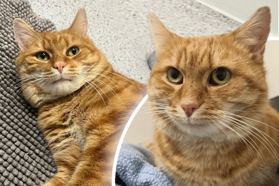 Tierpfleger sorgen sich: Wird diese Auffälligkeit Kater Fluffel zum Verhängnis?