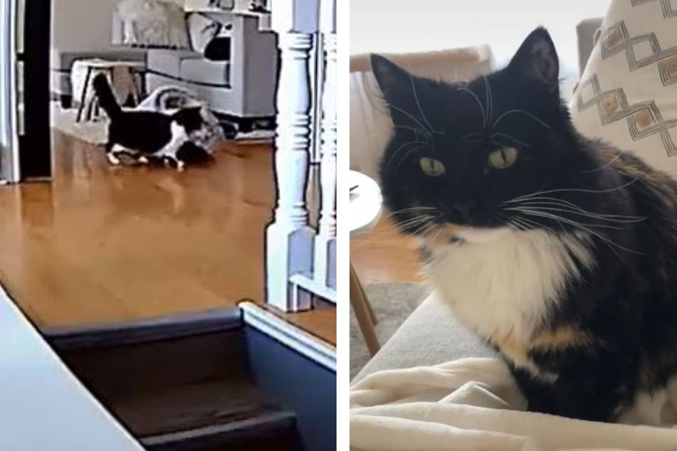Clever cat gets caught on camera making big moves: "Now I've seen it all"