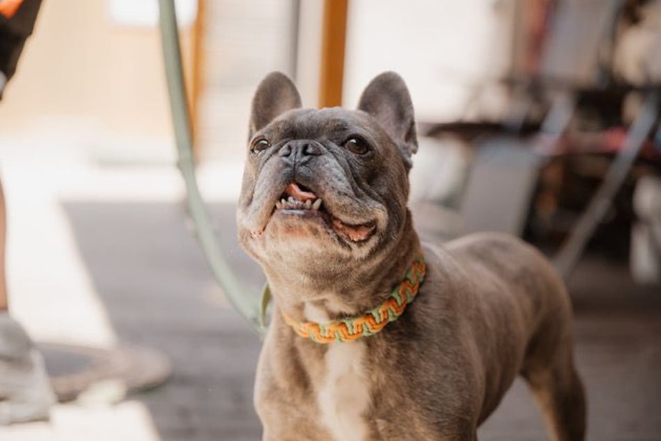 Frenchie Eddy ist am 30. Januar 2018 geboren und damit acht Jahre alt.