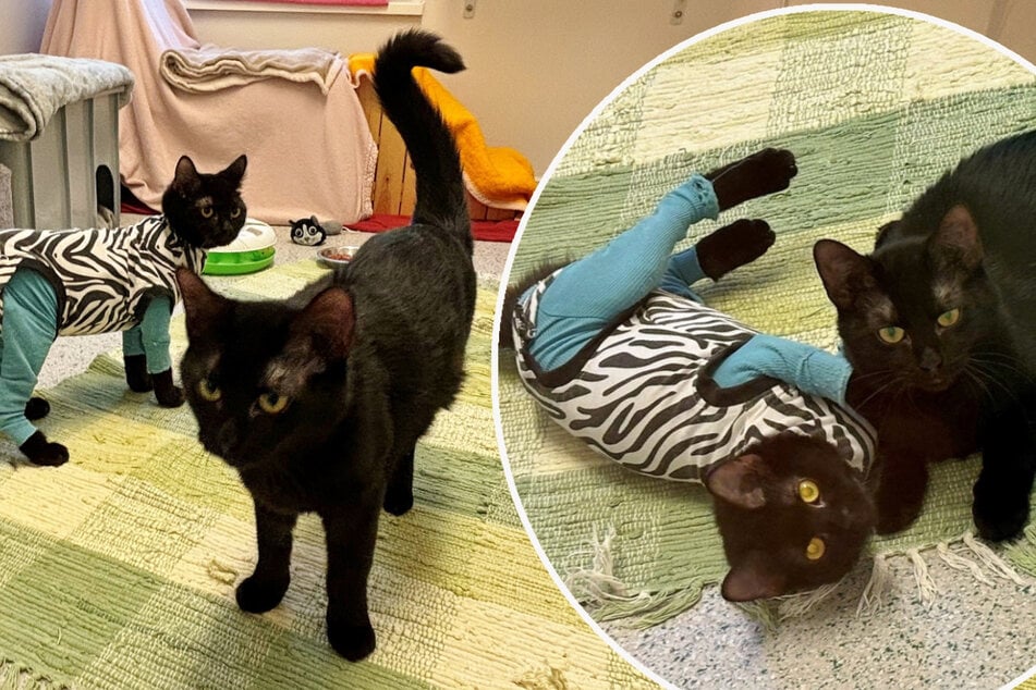 Dreibeinige Katze landet mit Baby im Tierheim: Finden sie endlich ihr Glück?