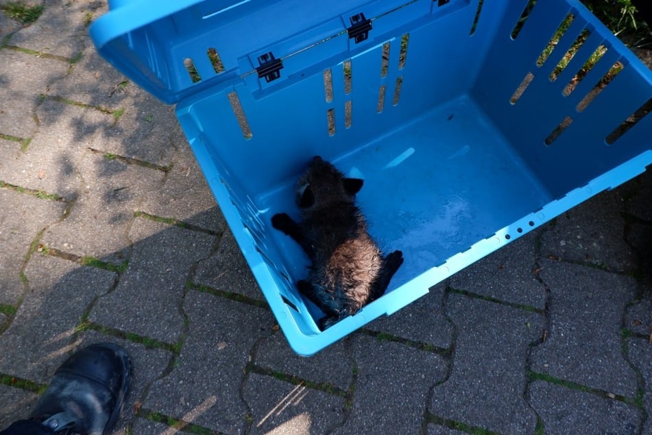 Der kleine Fuchswelpe wird nun versorgt und im Anschluss wieder freigelassen.