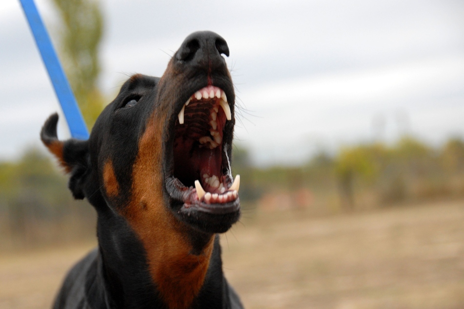 Hunde-Attacke in Plauen! Ein Dobermann biss am Montagabend einen 21-Jährigen. Der Hundebesitzer machte sich danach einfach aus dem Staub (Symbolbild).