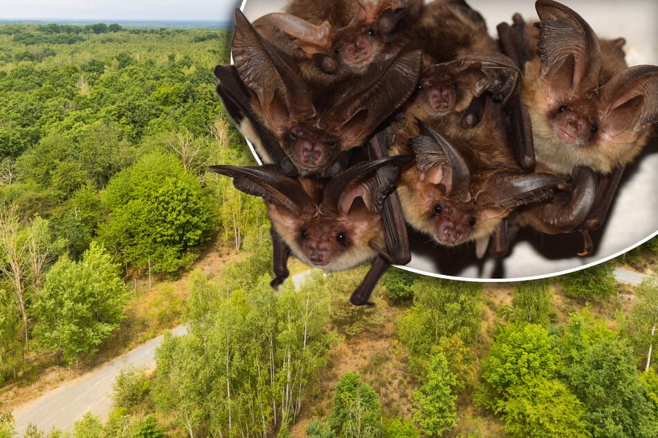 Fledermausrufe im Naturschutzgebiet: Drei neue Arten entdeckt