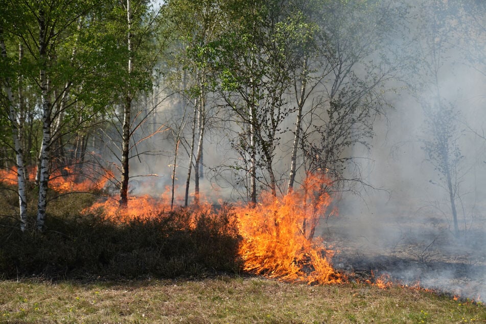 In Teilen Brandenburgs herrscht aktuell eine hohe Waldbrandgefahr. (Archivfoto)