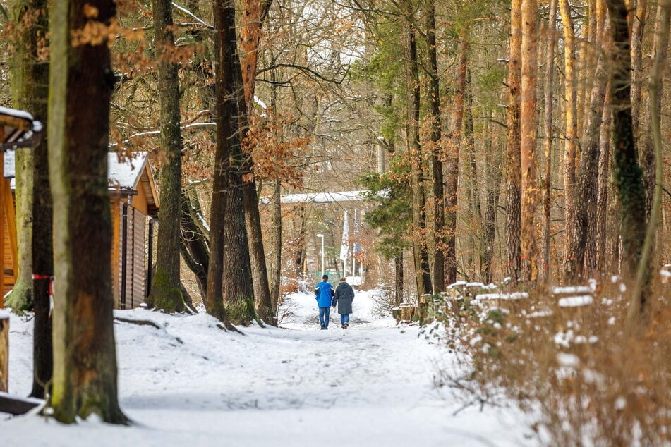Aktuell ist der Albertpark ein Forst, damit könnte nächstes Jahr Schluss ein. Das Ziel: mehr Wildnis.