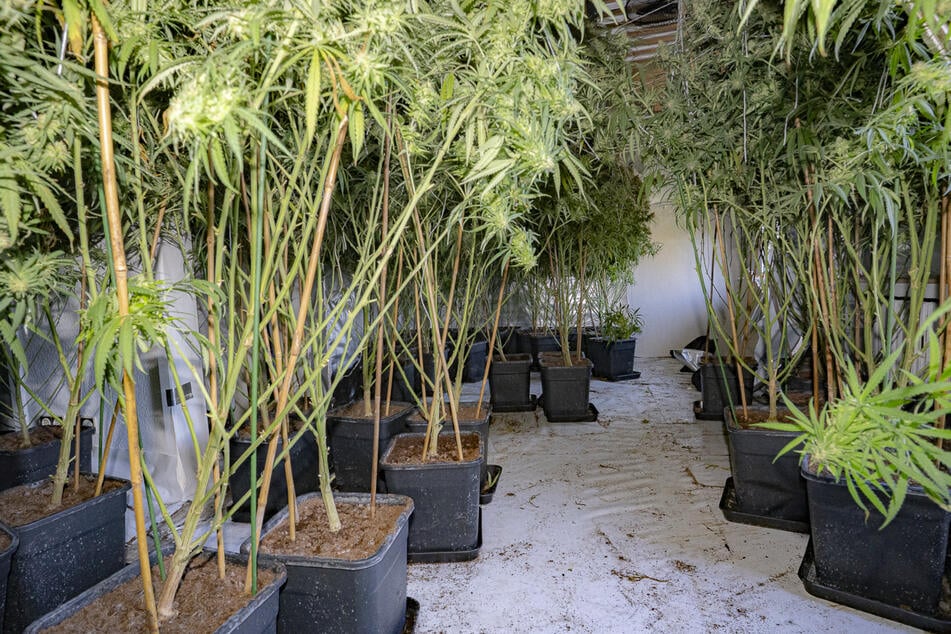 Insgesamt fanden die Drogenfahnder 290 mannshohe Cannabispflanzen in dem Gebäude.