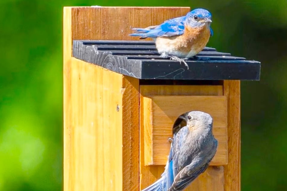 With these affordable products, you can really help wild birds