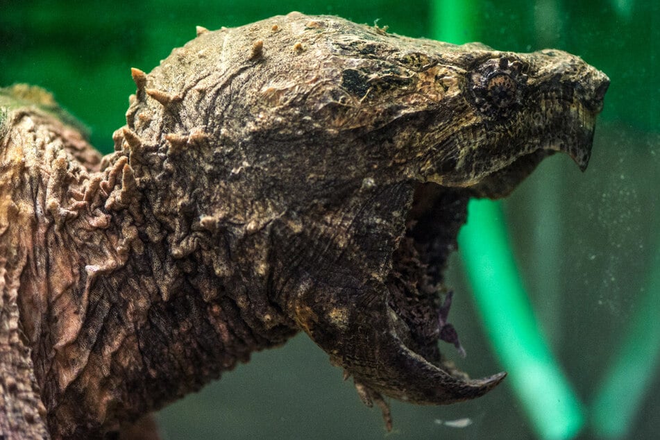 Arbeiter haben in einem Kanal in Kellinghusen eine Geierschildkröte gefunden. (Symbolbild)