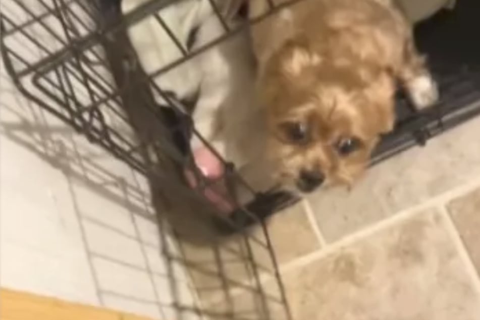 Dog owner LeDarius Tremayne Smith has shown off the rather wild way his four-legged friend behaves when it's finally time for bed.