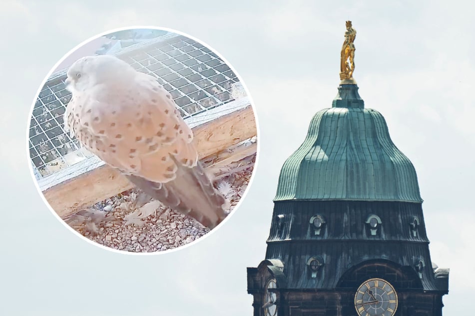 Dresden: Falken brüten nicht: Beliebter Rathausturm darf wieder bestiegen werden