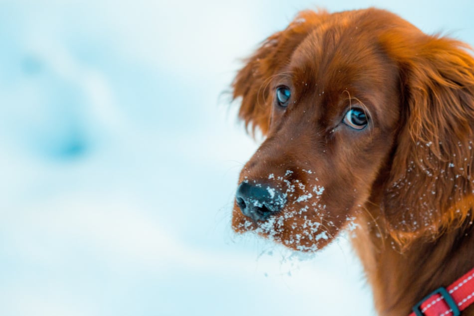 Hund frisst Schnee: So gefährlich ist Schneefressen für Deinen Hund
