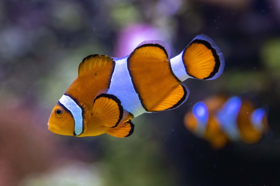 Zum Knutschen! Clownfisch "Nemo" und seine bunten Mitbewohner sind die Lieblinge