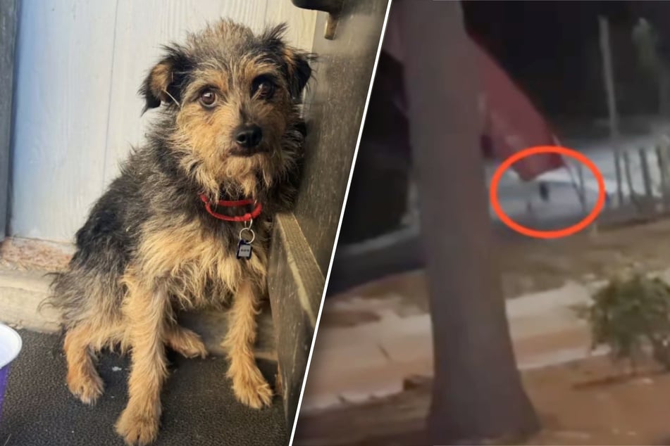 Über mehrere Wochen in Wildnis gefangen: Hund Burt überlebt Kojoten und Berglöwen